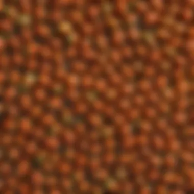 Unique Morphology of Euphorbia Seeds Close-up of Euphorbia seeds showcasing their unique morphology