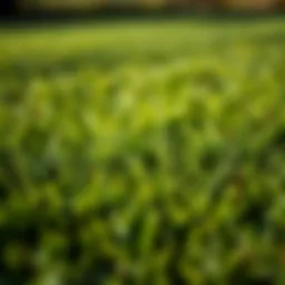 Close-up of healthy zoysia sod showcasing its dense texture