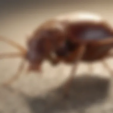 Detailed view of bed bug characteristics