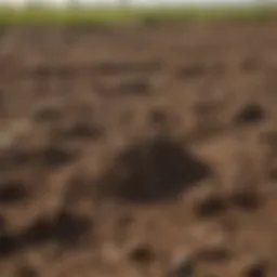 A detailed view of a molehill in an agricultural field, showcasing the impact of moles on soil structure.