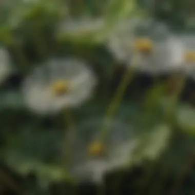 A close-up of dandelion leaves showcasing their jagged edges and growth pattern