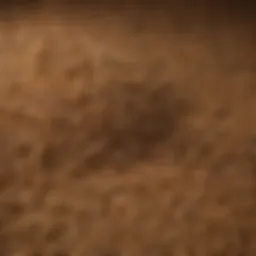 Nutritional analysis of Sure Champ cattle feed