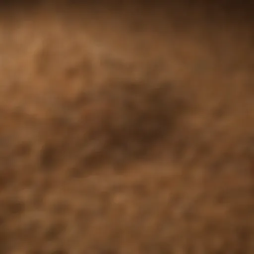 Nutritional analysis of Sure Champ cattle feed