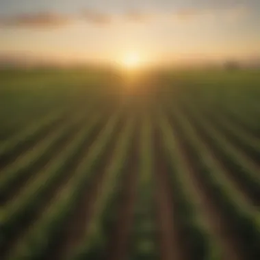 Diverse Crops Thriving in Stanislaus County Close-up of diverse crops thriving in Stanislaus County