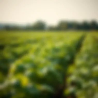 A diverse range of crops thriving in a well-maintained field