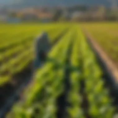 Sustainable farming practices in action