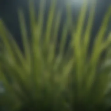 Close-up of mega grass highlighting its unique blade structure