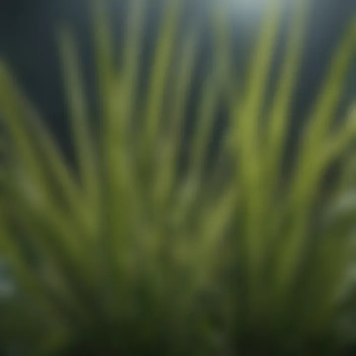 Close-up of mega grass highlighting its unique blade structure