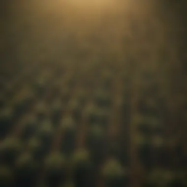 Aerial view of agricultural fields with palmetto shades