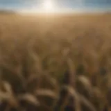 A field of barley under a clear blue sky