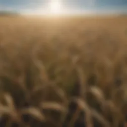 A field of barley under a clear blue sky