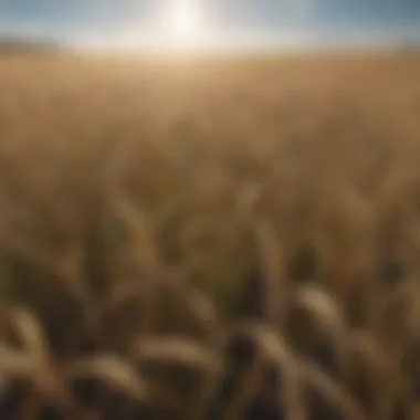 Expansive Barley Field A field of barley under a clear blue sky