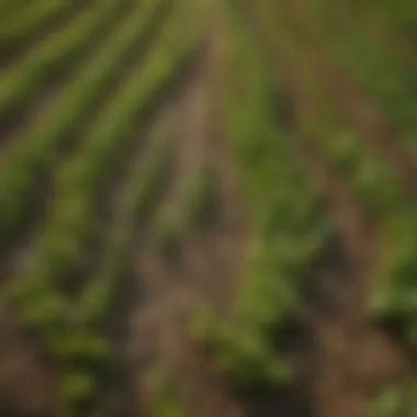 Diverse Species of Cover Crops Diverse species of cover crops for effective nitrogen enhancement