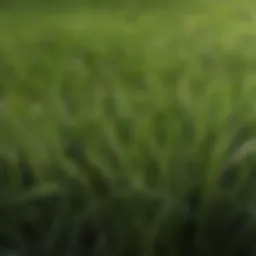 Close-up of thin blade zoysia grass blades showcasing their fine texture