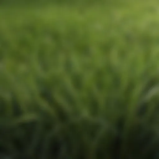Close-up of thin blade zoysia grass blades showcasing their fine texture