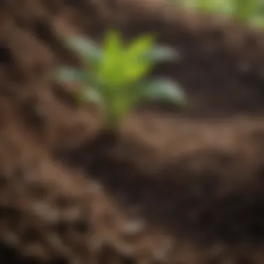 Close-up of healthy soil in a 30-gallon pot