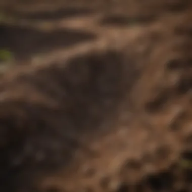 Close-up of rich soil highlighting its health and texture