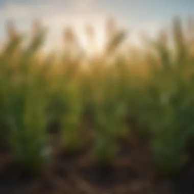 Close-up of diverse cover crop species showcasing their growth