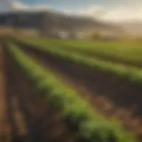 Vibrant agricultural landscape in Colorado during spring.