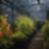 Close-up of Floraflex LED lights illuminating a greenhouse