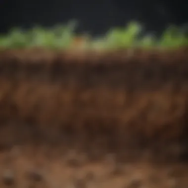 A healthy soil profile showcasing layers and textures