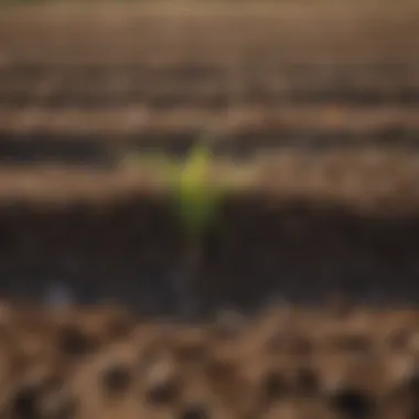 Diverse crops thriving in well-managed soil