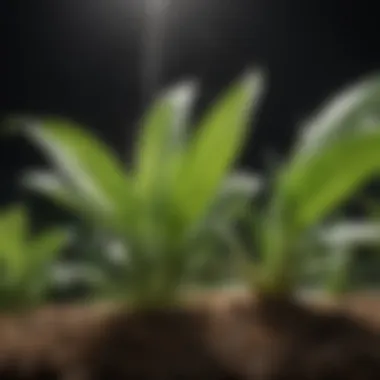 Impact of Fungicidal Soap on Plant Health Illustration showing the impact of fungicidal soap on plant health