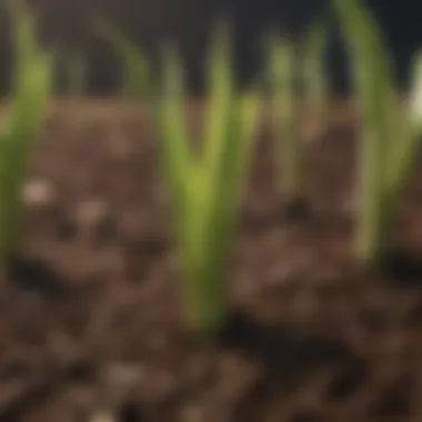 Germination Phase of Okra Seeds Germination of okra seeds in soil