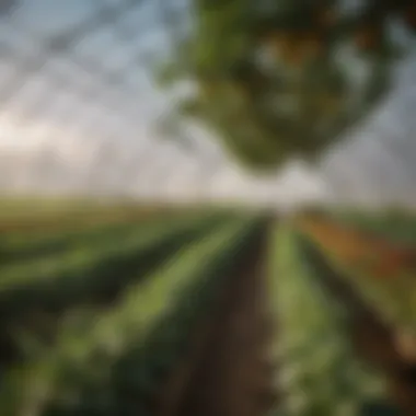 Diverse Crop Variety in High Tunnel Hoop House Crop variety thriving in a high tunnel hoop house environment