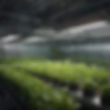 Diverse Plant Species in Hydroponic Setup A well-organized hydroponics grow tent showcasing various plant species.