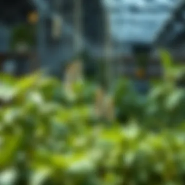 Optimal Placement of Sticky Traps Best practices for placing sticky traps among indoor plants