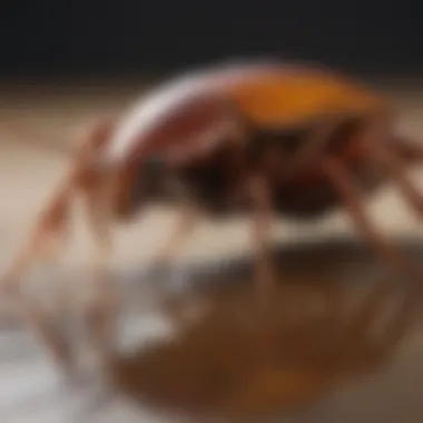 Efficacy of Invict Gold in Cockroach Control Visual representation of cockroach control efficacy