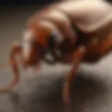 Close-up view of Invict Gold Cockroach Gel application