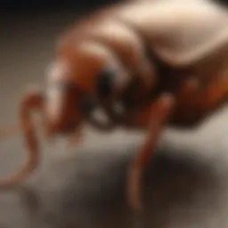Close-up view of Invict Gold Cockroach Gel application