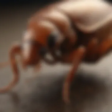 Application Techniques for Invict Gold Gel Close-up view of Invict Gold Cockroach Gel application
