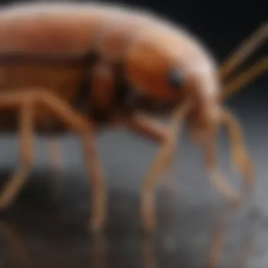 Understanding the Formulation of Invict Gold Gel Detailed view of the formulation of Invict Gold Cockroach Gel