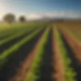 A lush farmland landscape showcasing diverse crops under a clear blue sky