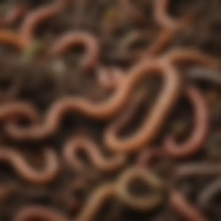 A close-up of compost worms thriving in nutrient-rich soil