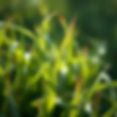 Characteristics of Grass Blades Unveiled Close-up view of grass blades highlighting distinct characteristics