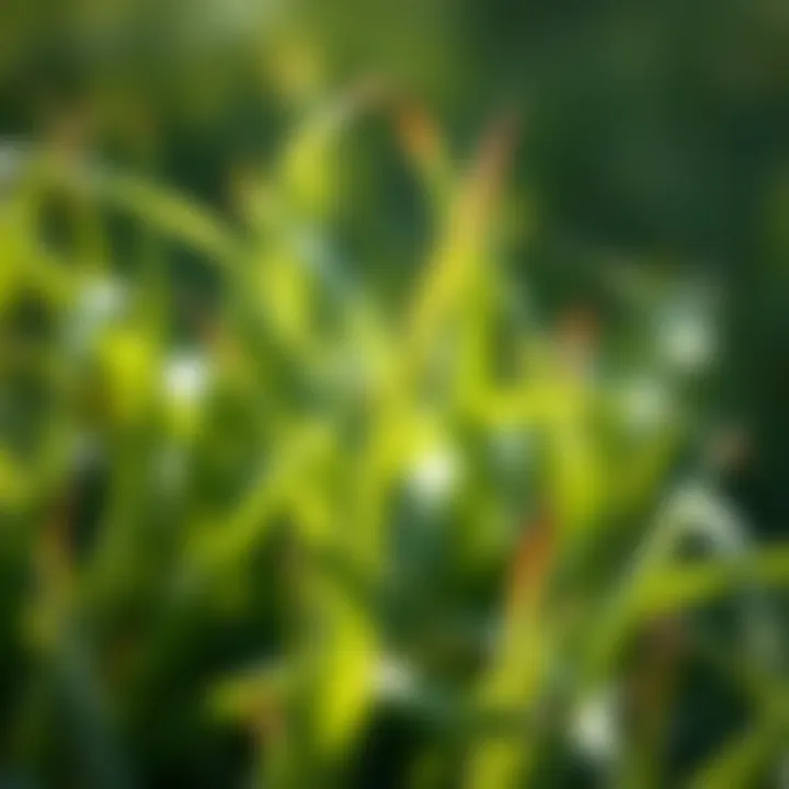 Characteristics of Grass Blades Unveiled Close-up view of grass blades highlighting distinct characteristics