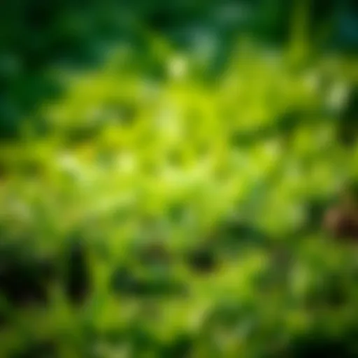 Diverse types of grass showcasing their unique textures