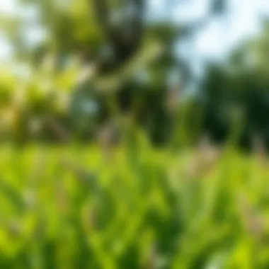 Effective Management Strategies Effective management strategies for Bermuda Zoysia grass