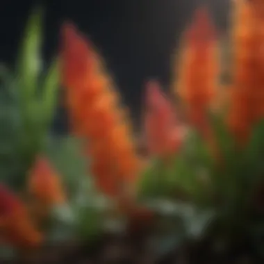 Close-up of vibrant plants nourished by Maxsea Plant Food