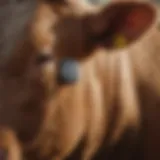 Innovative design of medicated ear tags for cattle
