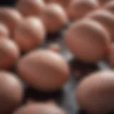 Overview of melatonin implants in livestock