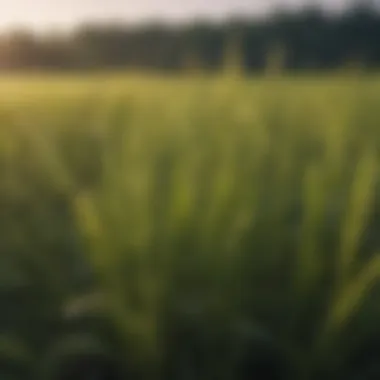 Chemical application for weed control in a field