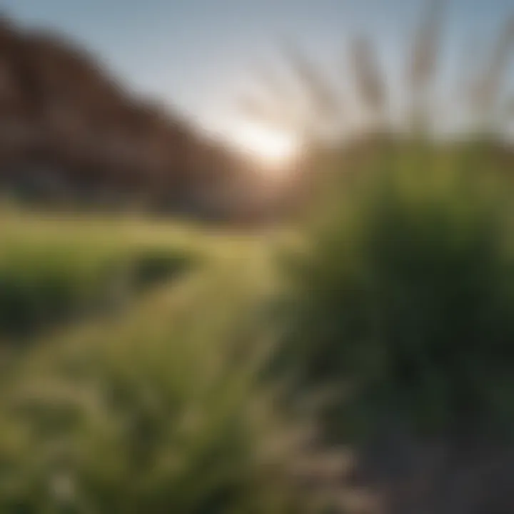 Environmental factors influencing grass growth