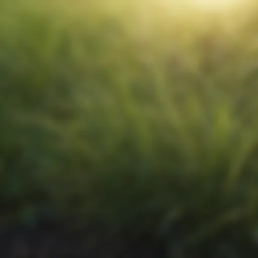Diverse grass varieties suitable for horse grazing