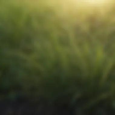 Diverse Grass Varieties for Horses Diverse grass varieties suitable for horse grazing