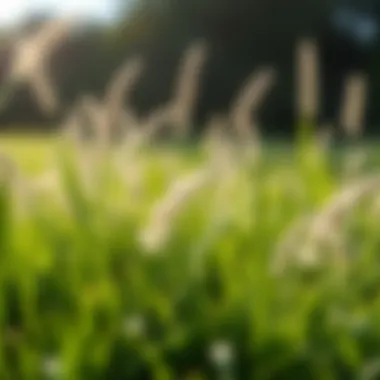 Healthy Growth Conditions Healthy growth conditions for Bermuda Zoysia grass